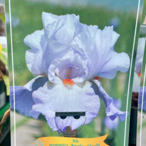 Iris  germanica Rippling Clouds