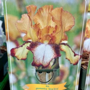Iris  germanica Siva Siva