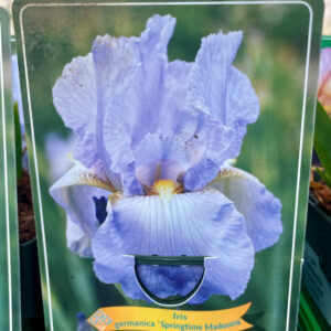 Iris  germanica Springtime Madonna