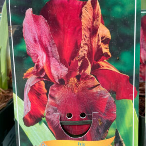 Iris  germanica Sultans Palace