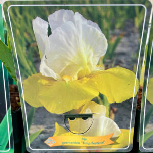 Iris germanica Tulip Festival