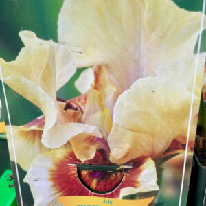 Iris germanica Zing Me