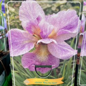 Iris sibirica Ama No Hane