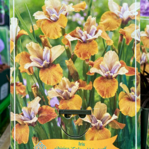 Iris sibirica Colonel Mustard
