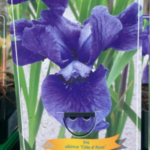 Iris sibirica Côte dAzur
