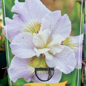 Iris sibirica Dawn Waltz