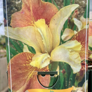 Iris sibirica Drink Your Tea