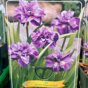 Iris sibirica Imperial Opal