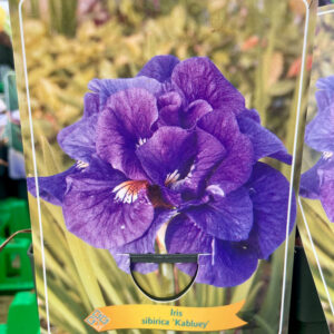 Iris sibirica Kabluey