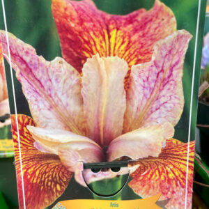 Iris sibirica Paprikash