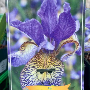 Iris sibirica Pennywhistle