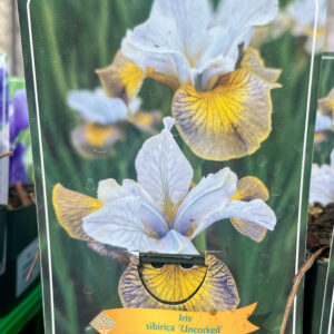 Iris sibirica Unkorked