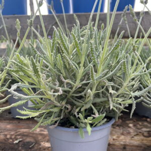 Lavanda 'Goodwin Creek'