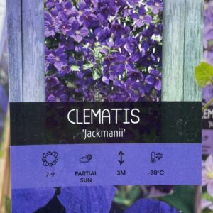 Clematis 'Jackmanii'