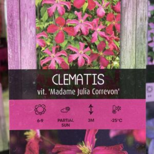 Clematis 'Madame Julia Correvon'