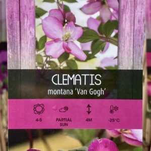 Clematis Montana 'Van Gogh'