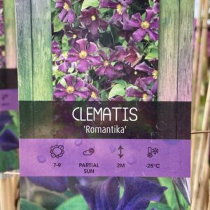 Clematis 'Romantika'
