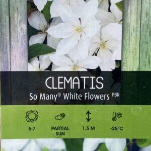 Clematis ' So Many White Flowers'