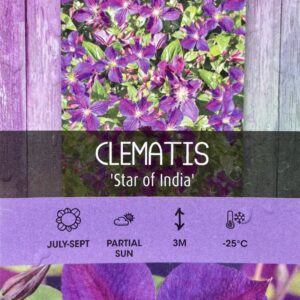 Clematis 'Star of India'