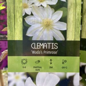 Clematis 'Wada's Primrose'