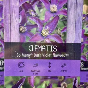 Clematis 'Dark Violet Flowers'