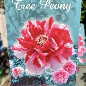Paeonia Suffruticosa BIANCO ROSSO