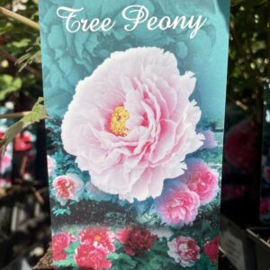 Paeonia Suffruticosa ROSA TENUE