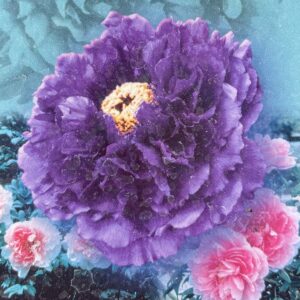 Paeonia Suffruticosa VIOLA SEMIDOPPIO