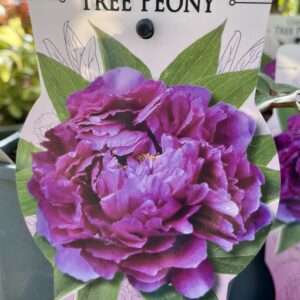 Paeonia Suffruticosa  LILLA