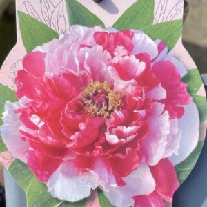 Paeonia Suffruticosa Rosa Rosso