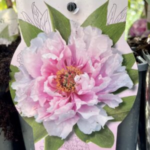 Paeonia Suffruticosa ROSA TENUE