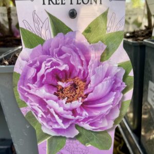 Paeonia Suffrticosa LILLA CHIARO
