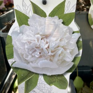 Paeonia Suffruticosa BIANCA