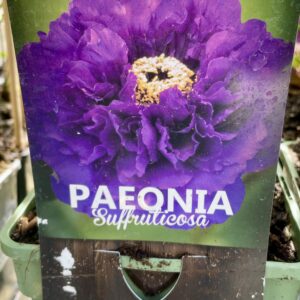 Paeonia Suffruticosa VIOLA