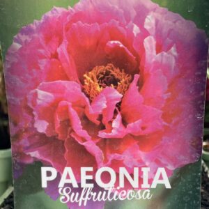 Paeonia Suffruticosa ROSA INTENSO