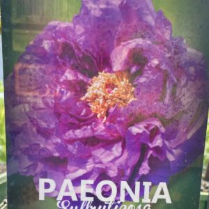 Paeonia Suffruticosa LILLA