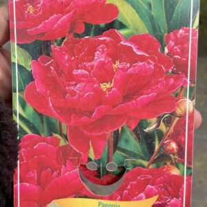 Paeonia 'Karl Rosenfield'