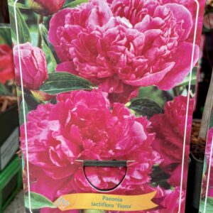 Paeonia 'Fiona'