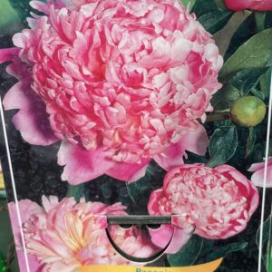 Paeonia 'Sarah Bernhardt'