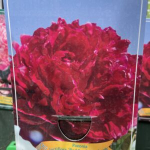 Paeonia 'Red Sarah Bernhardt'