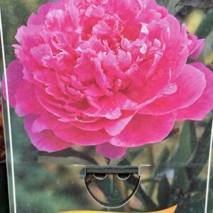 Paeonia 'Edulis Superba'