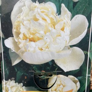 Paeonia 'Shirley Temple'