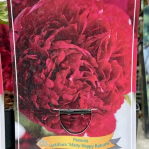 Paeonia 'Many Happy Returns'