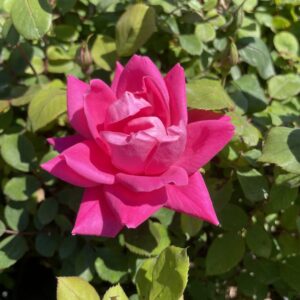 Rosa 'Pink Double Knock Out'