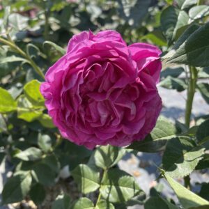 Rosa 'Carmen Wurth'