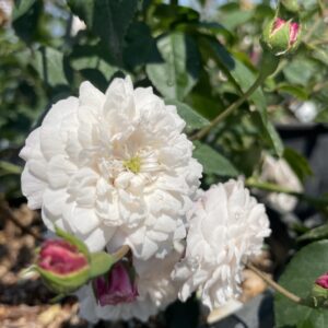 Rosa 'Little White Pet'
