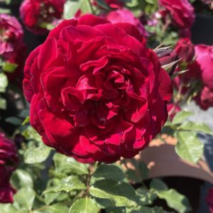 Rosa 'Mona Lisa'