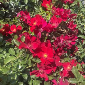 Rosa 'Alexander von Humboldt'