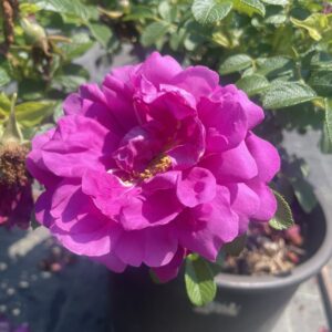 Rosa 'Aromatic Aurora'
