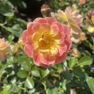 Rosa 'Bienenweide Fruity'